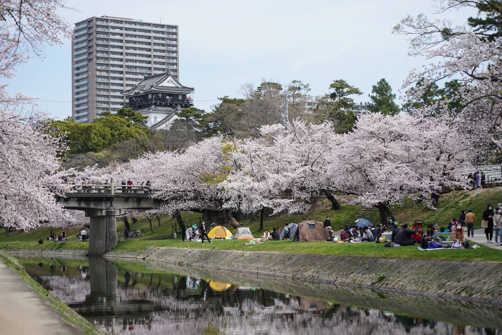 桜城下