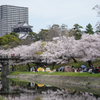 桜城下