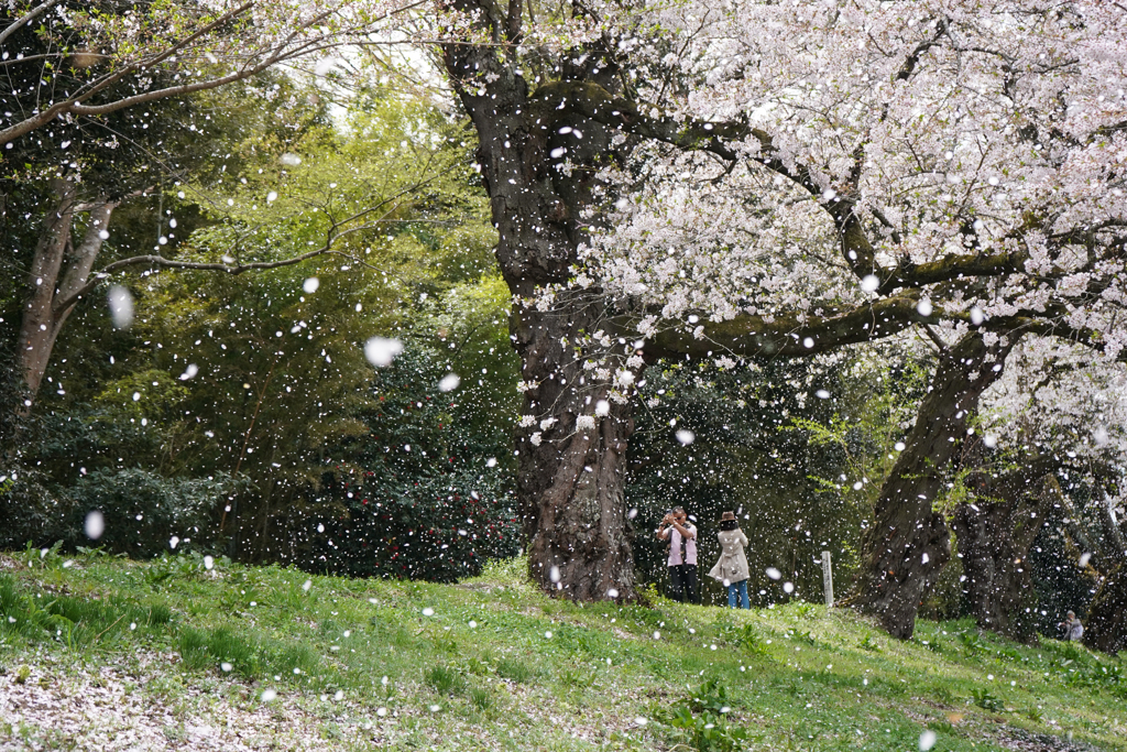 桜吹雪