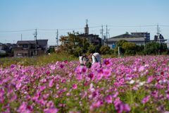 秋桜