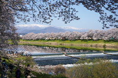 一目千本桜