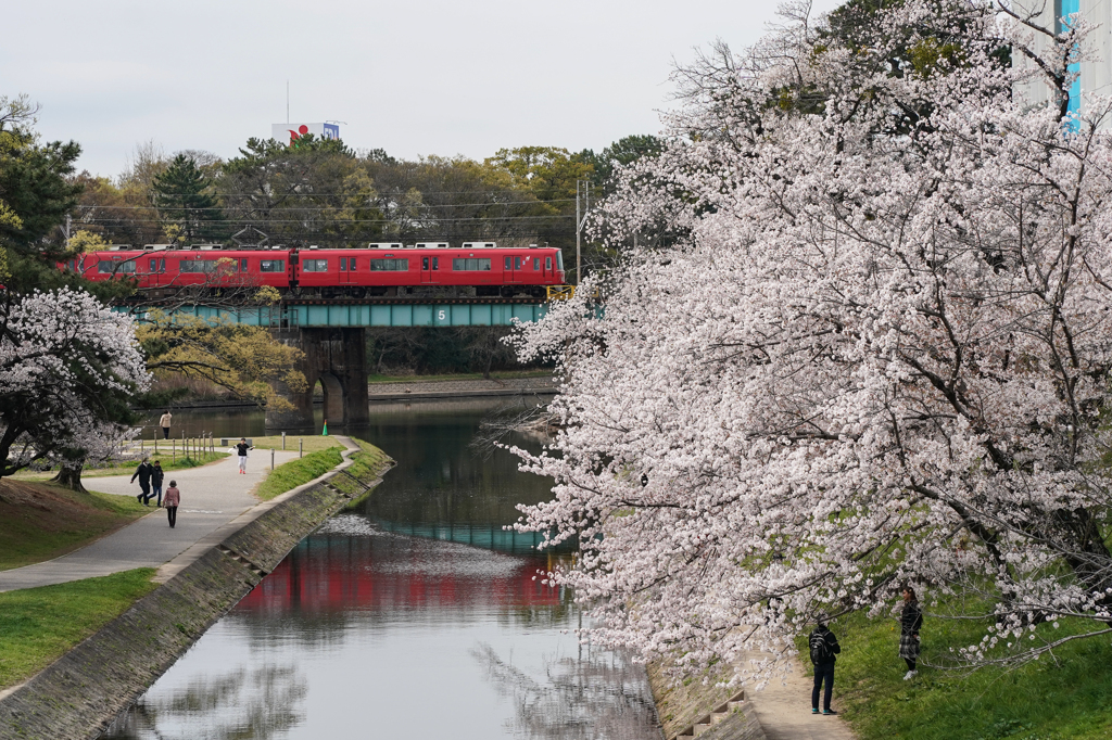 桜