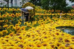 太陽がいっぱい