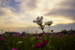 秋桜 夕景