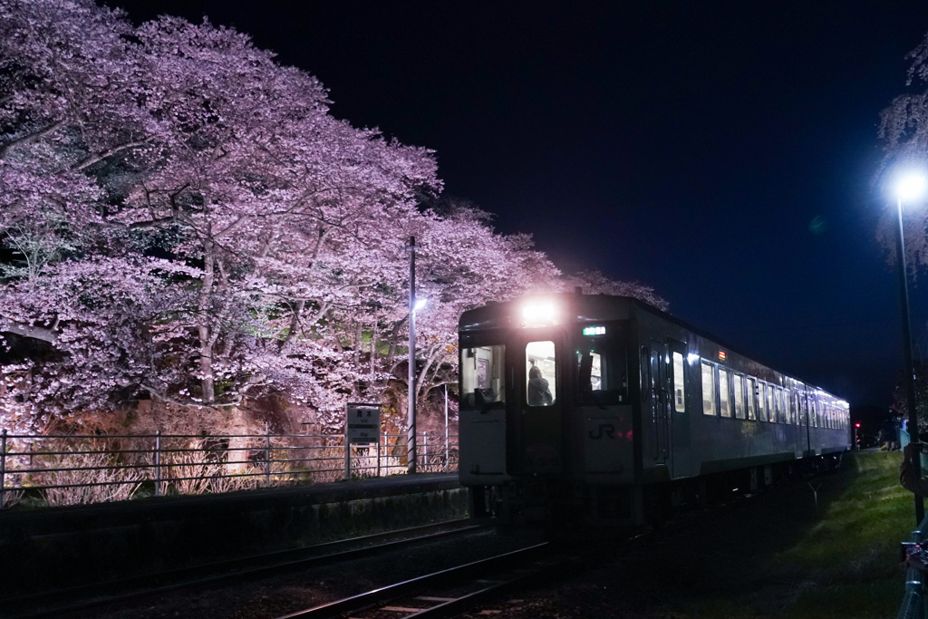 夜桜