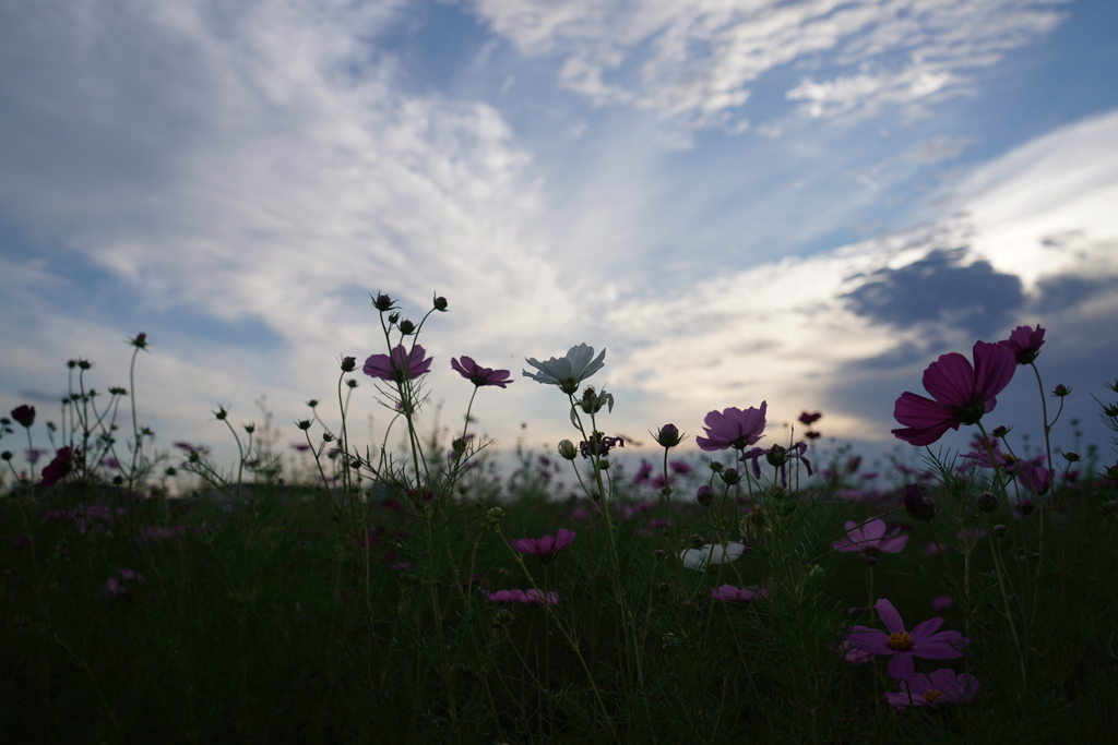 秋桜