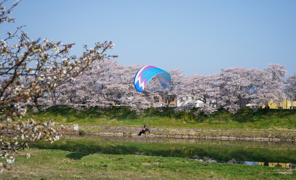 春を飛ぶ