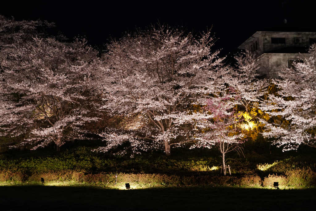 夜桜
