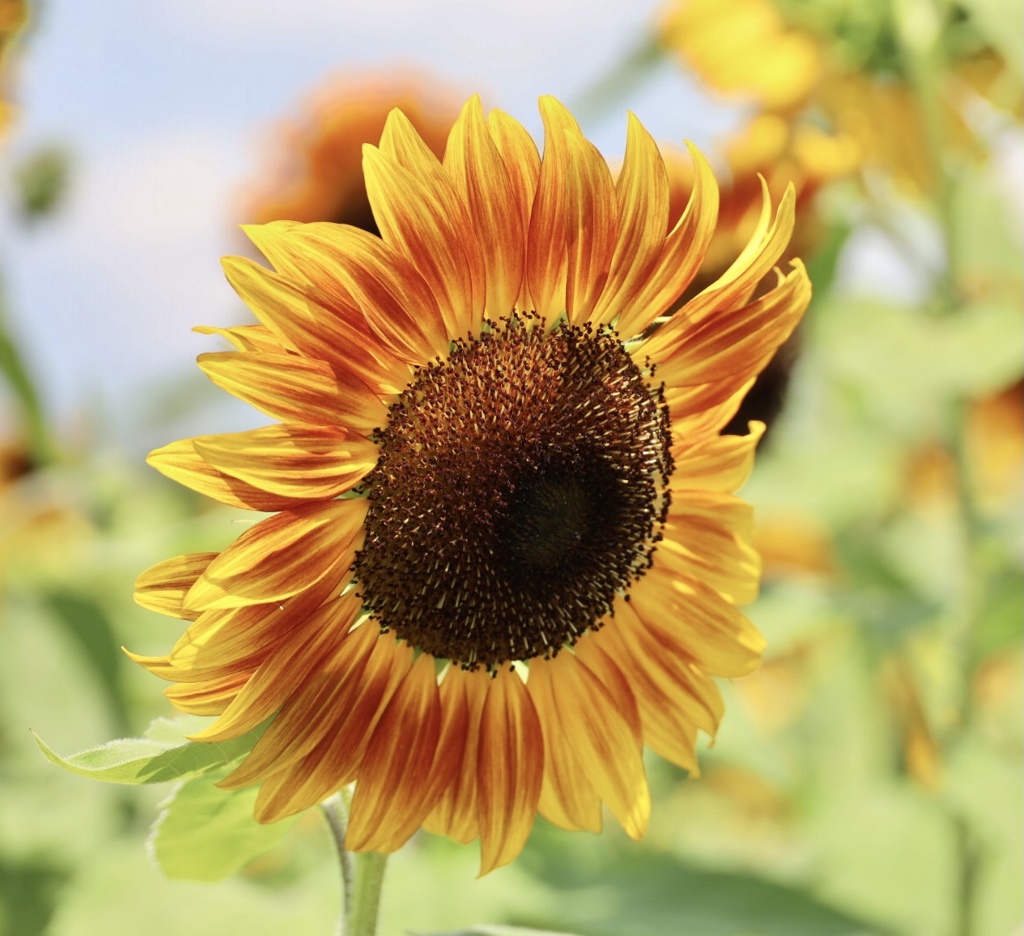 もう一度あいたい…