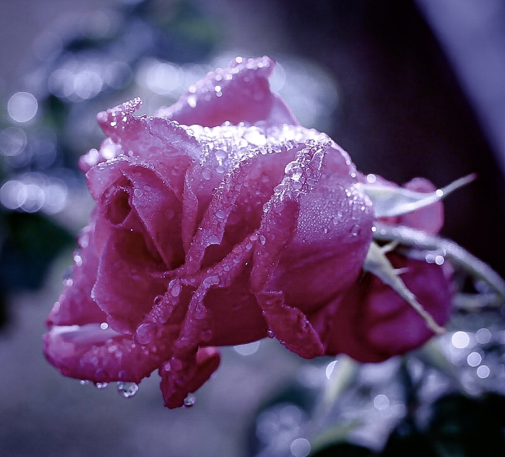 雨上がりの薔薇