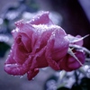 雨上がりの薔薇