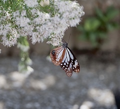 美しい蝶