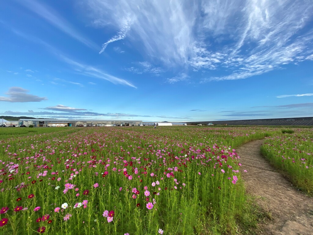 秋空秋桜