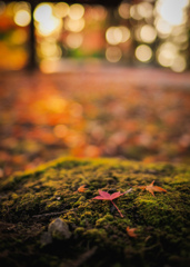 写真家の忘れ物