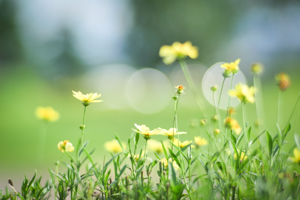 レモン色した夏の花
