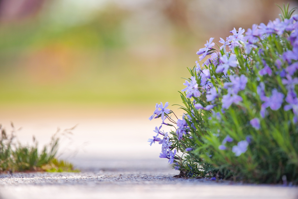 道端の小さな花園