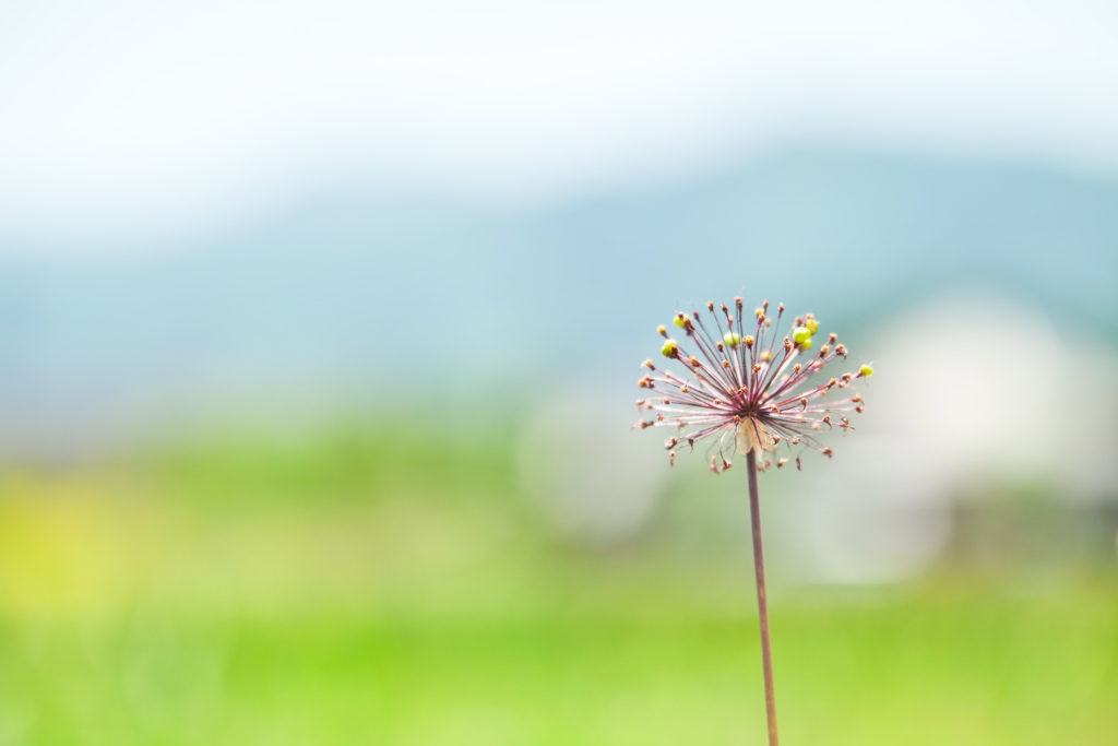 打ち上げ花火