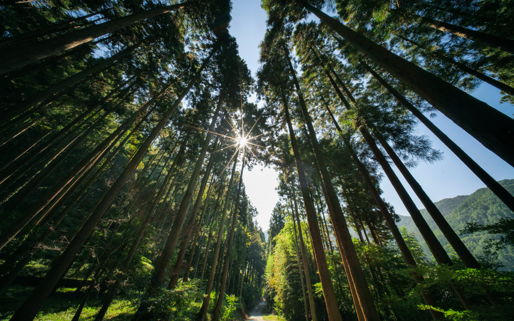 高い杉林
