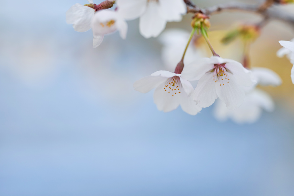 桜花の香り