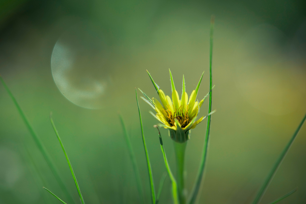 上弦の花