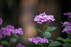 夕刻の紫陽花