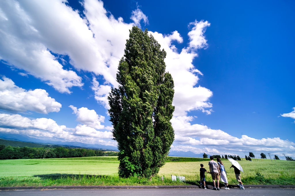 ケンとメリーと幸せを呼ぶ木