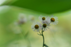 シャイな花