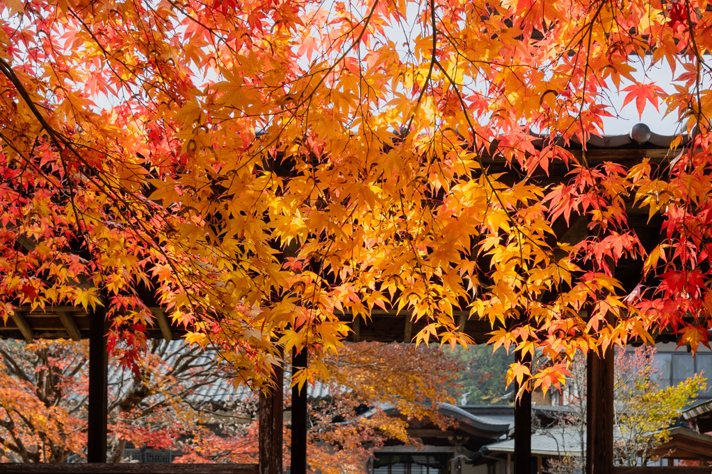 朱色に染まる寺廻廊