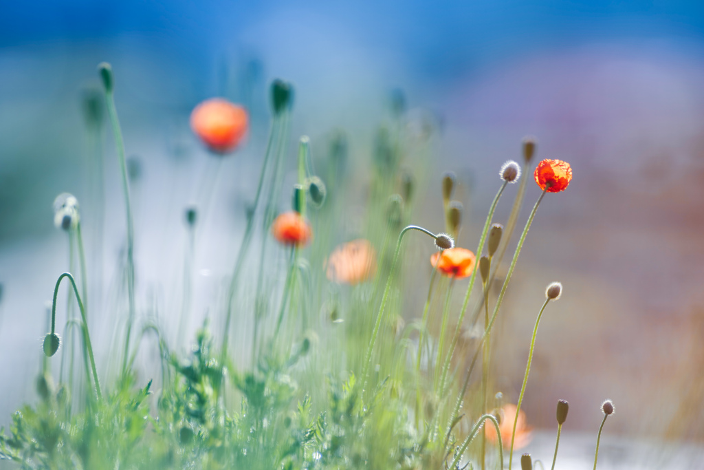 道端に生まれた花