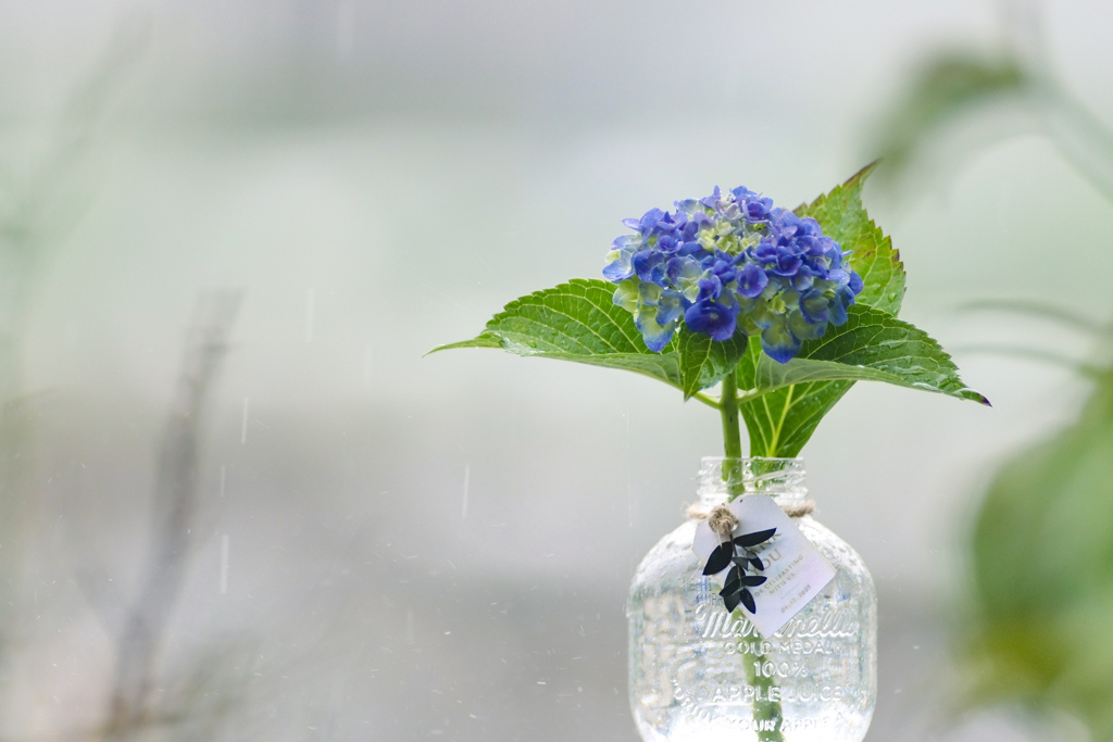 雨の似合う花