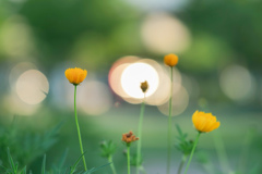 眩しい夏
