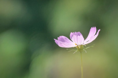 いちりんの秋桜