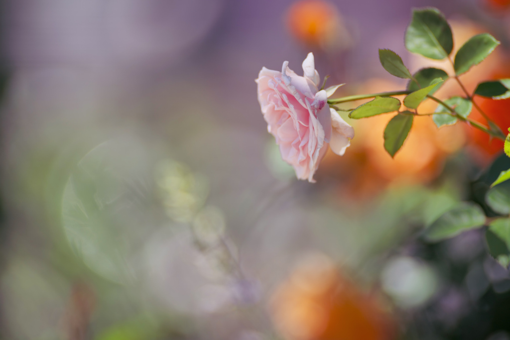 華やかな水無月