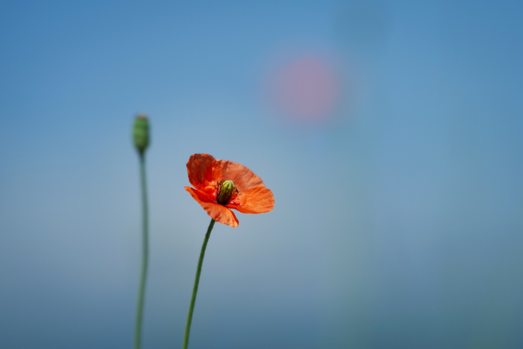 蒼に映える花