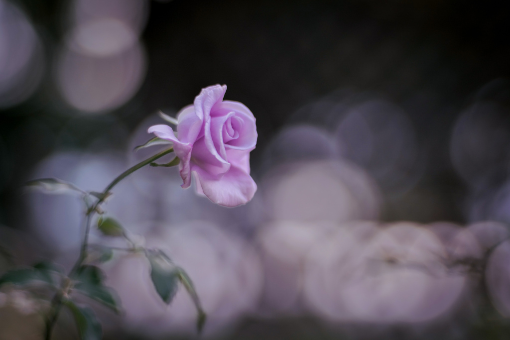 薔薇が輝くとき