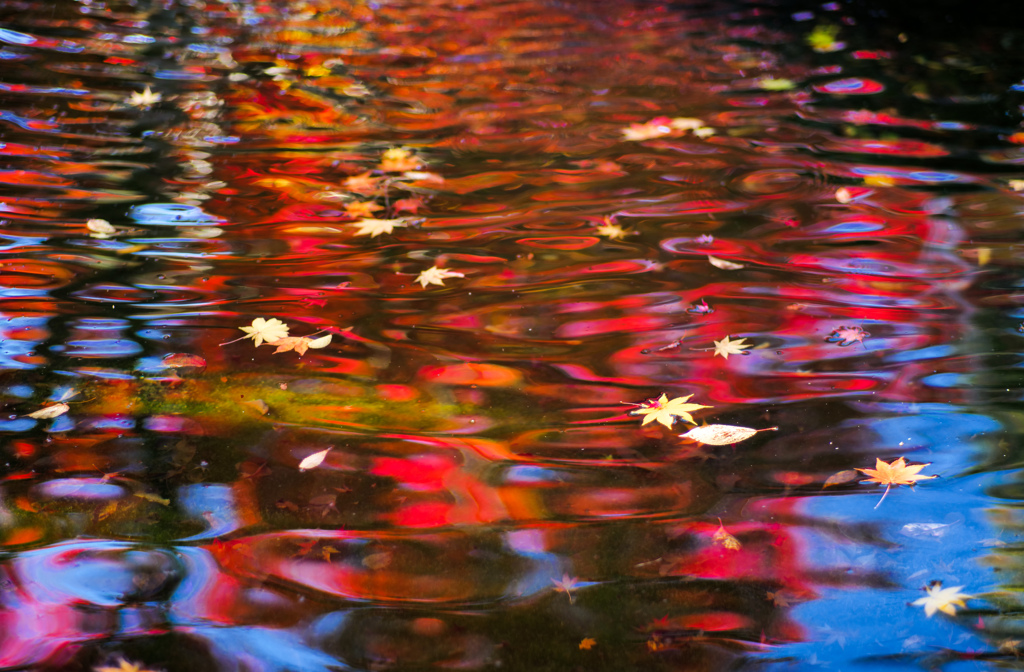 ゆらゆらと秋ゆれる