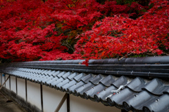 屋根上の紅い屋根