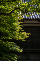 緑が似合う寺