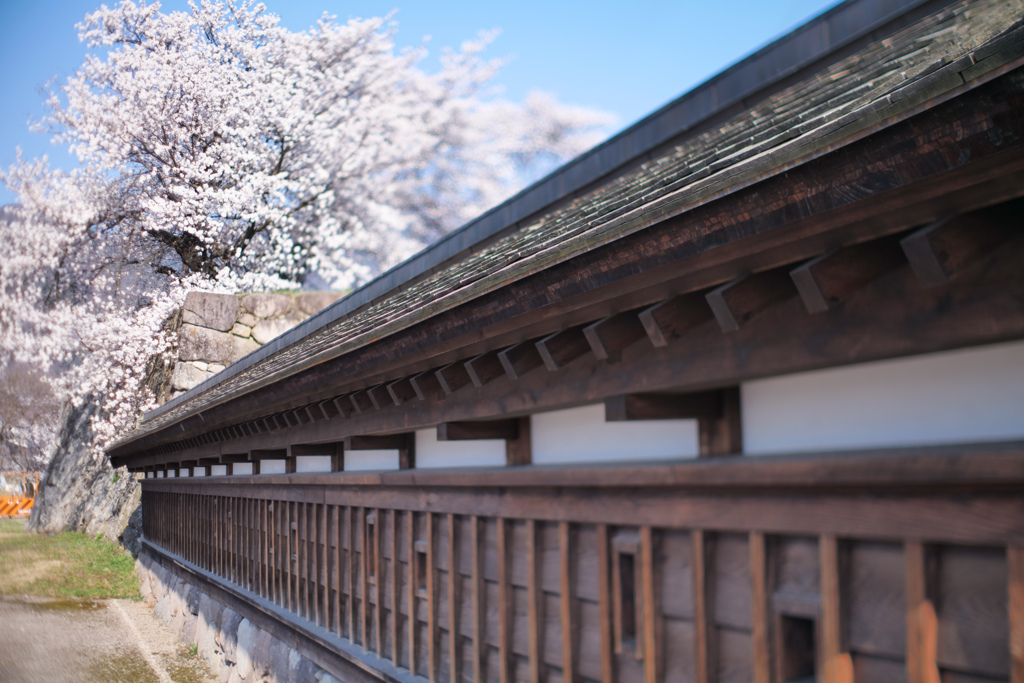 儚き城の桜