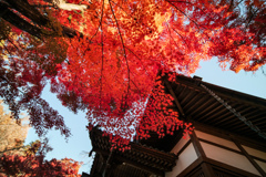 太陽に透かして見れば