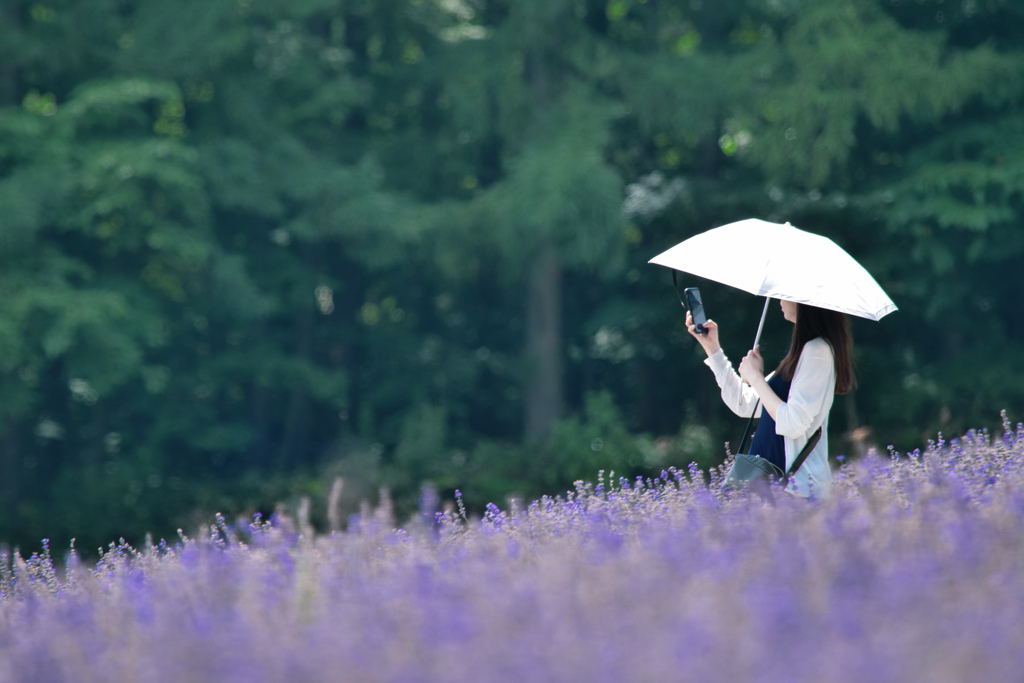 柴色の夏坂