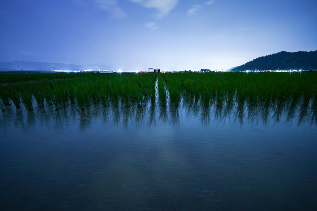 水稲栽培の国