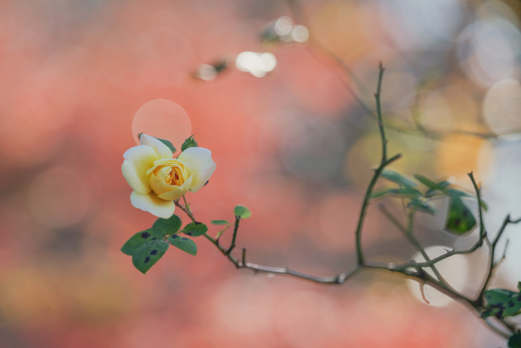 小さな秋薔薇