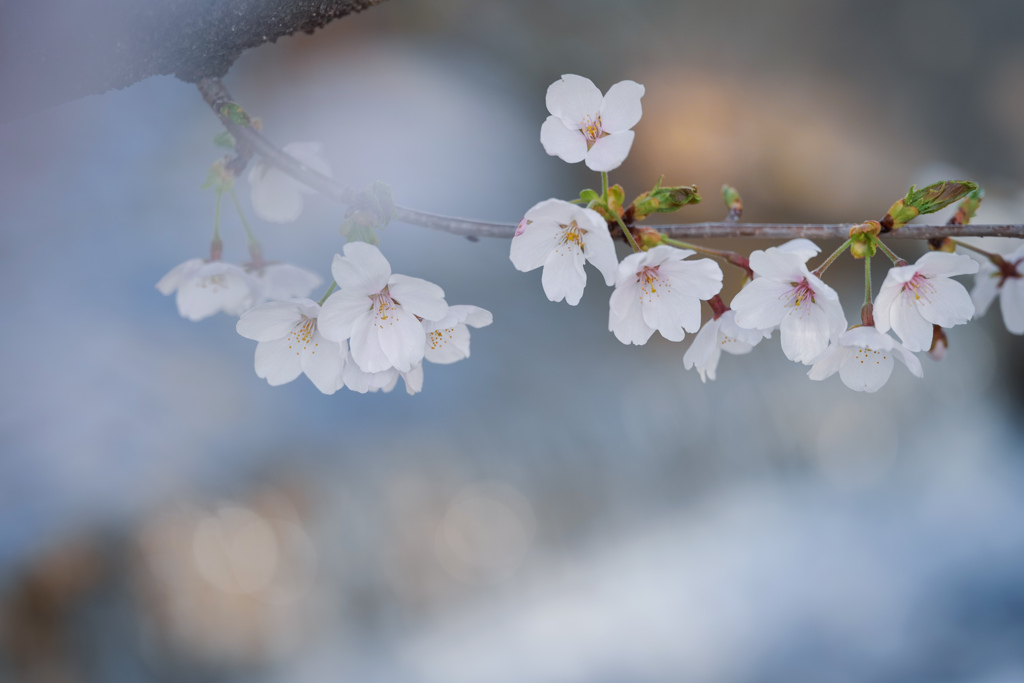 小川の春