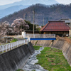 山里の春