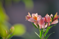 隣の家のシャレた花