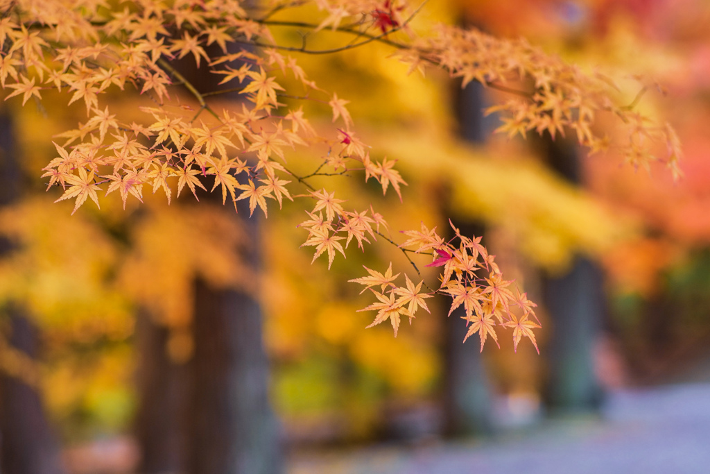 彩葉のモミジ