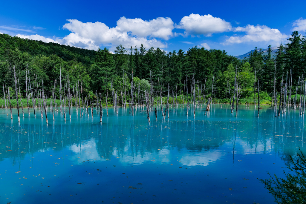 空の青を真似た池