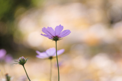 明朗な秋花