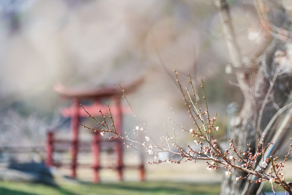 梅と鳥居